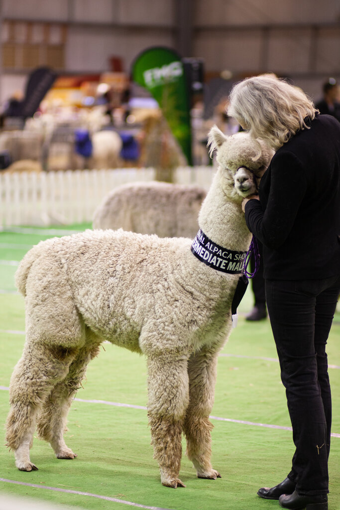 Showing Alpaca Association New Zealand