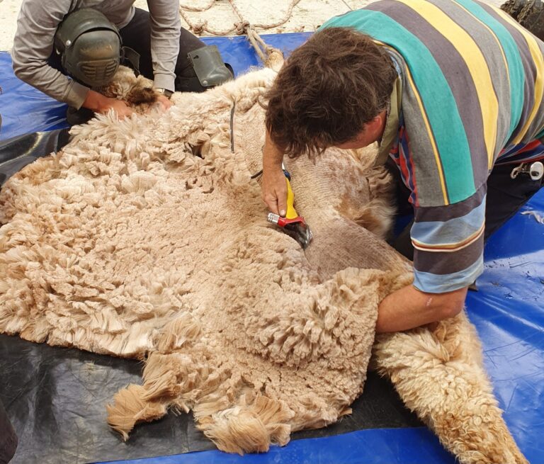 Shearing cropped